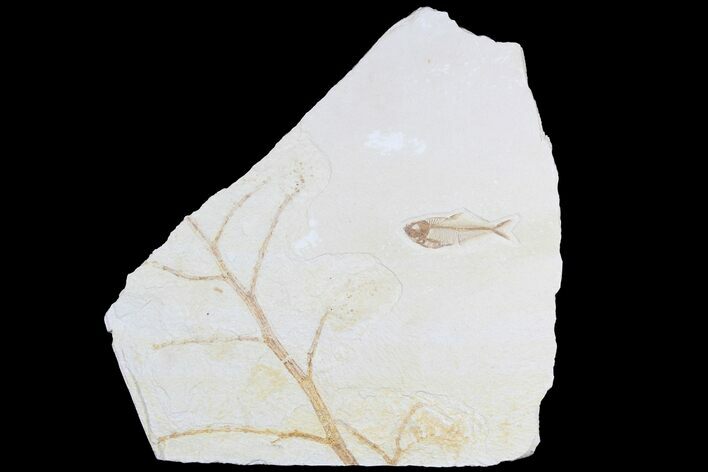 Fossil Branch And Fish (Diplomystus) - Wall Hanger #78147